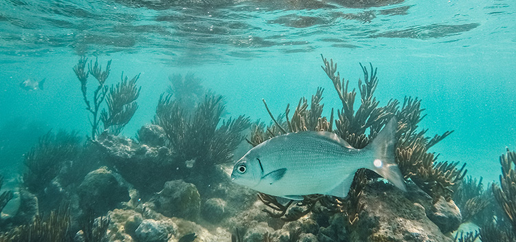 largest sea animal