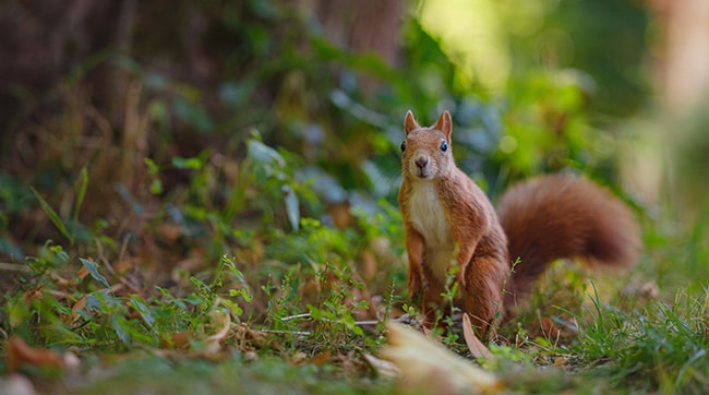 a red squirrel at Brownsea Island in Poole