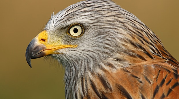 close up of a red kites head